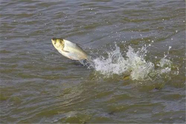 鹽度對(duì)養(yǎng)殖魚(yú)類的影響有哪些