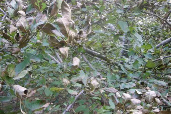 蘋(píng)果早期落葉病防治方法