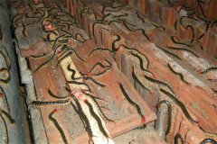 要給蜈蚣喂些什么飼料？如何給蜈蚣投放食物