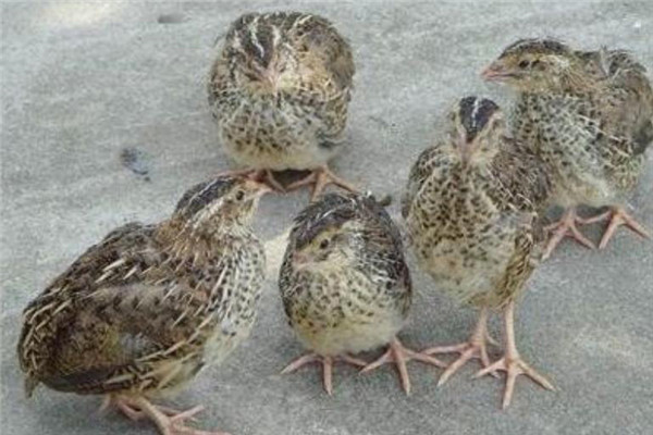 鵪鶉積食（硬嗉?。┰趺崔k