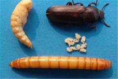 黃粉蟲卵、幼蟲、蛹和成蟲的形態(tài)特征介紹