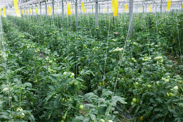 棚室保溫性差，棚膜透光率低