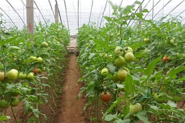 摘葉過重，果柄彎折