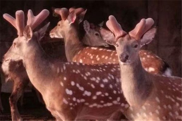 鹿茸采前的準備工作