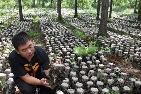 利用林地、田間套種草菇