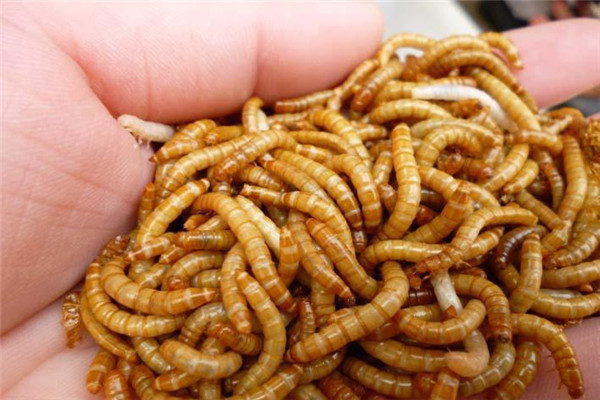 調節(jié)培育槽的溫度和濕度