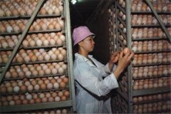 怎樣利用沼氣孵雞？孵化期間工作管理要點(diǎn)