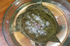 怎樣防治甲魚白斑病？