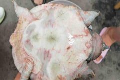 怎樣防治甲魚腐皮病，其癥狀表現(xiàn)如何？