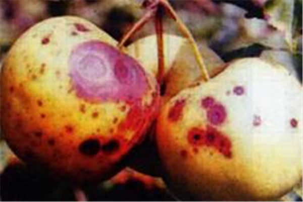 蘋果腐爛病的發(fā)生規(guī)律