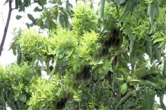 怎樣防治棗樹的棗瘋病 棗瘋病的病源是什么？