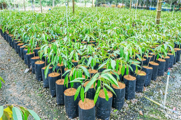 桃樹營養(yǎng)袋苗培育技術