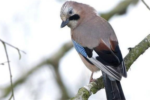 如何飼養(yǎng)灰椋鳥，怎樣繁殖灰椋鳥