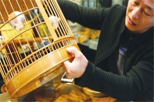 選購籠鳥應(yīng)注意哪幾個(gè)問題
