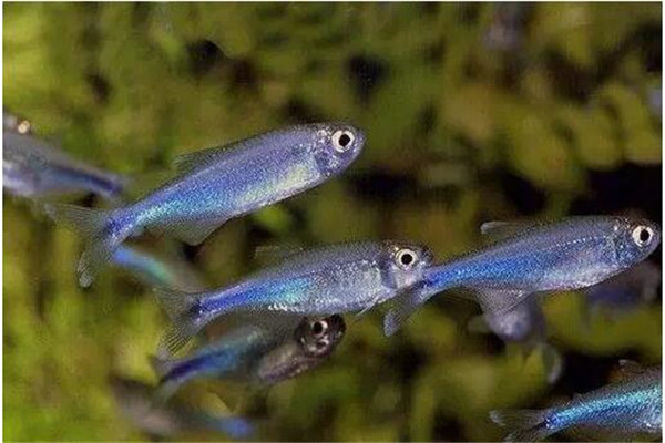 魚種小、體質(zhì)差