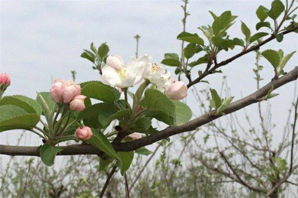 如何讓蘋果樹提早結(jié)果、提前結(jié)果
