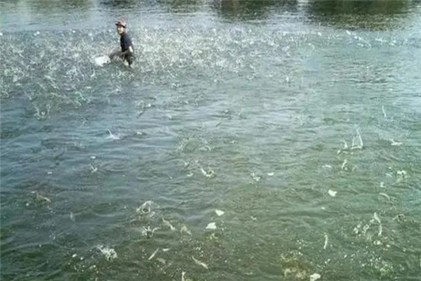 魚種浸洗消毒要注意哪些事項