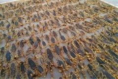 蝎子加工貯存方法，藥用全蝎的質(zhì)量標準簡介