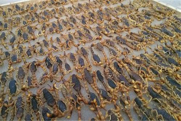 藥用全蝎的質(zhì)量標(biāo)準(zhǔn)