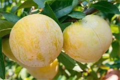 奈李產(chǎn)地是哪里，奈李什么時候成熟上市？