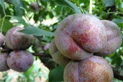 三華李產(chǎn)地是哪里，三華李怎樣栽培與管理