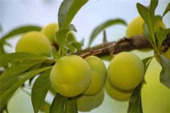 蜂糖李產(chǎn)地在哪里？適合在哪些地區(qū)種植？