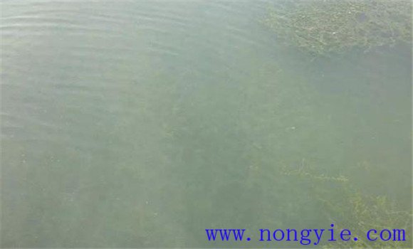 影響水透明度的主要因素