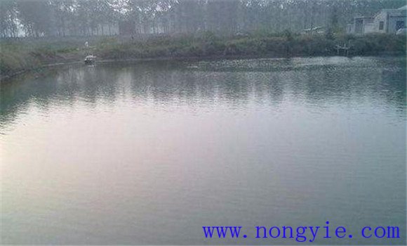 草炭土池塘能夠養(yǎng)魚(yú)嗎