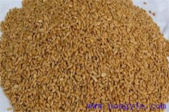 小麥種子隔年還可以種嗎？小麥種子的播種方法