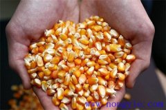 隔年的玉米種子還能發(fā)芽嗎？玉米畝用多少種子