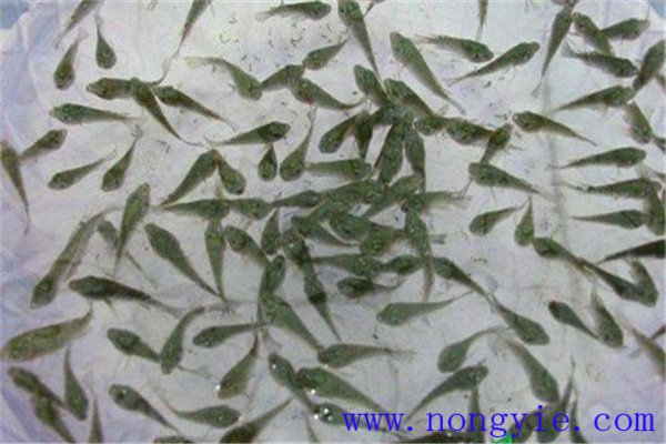 用豆?jié){培育魚(yú)種效果好