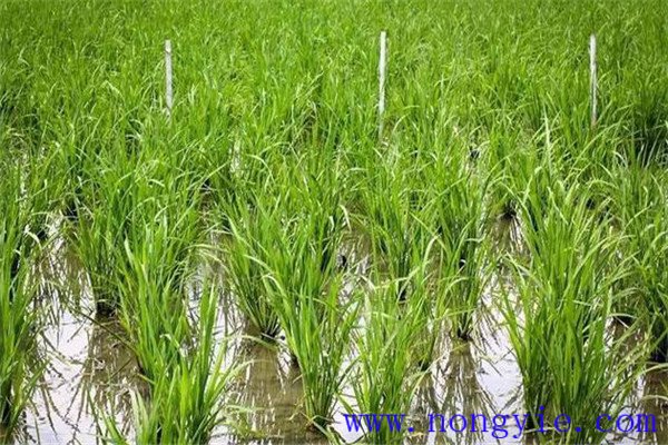 稻田養(yǎng)魚(yú)可減少施肥量