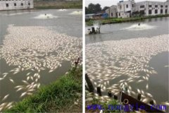 池塘魚中毒與泛塘有什么區(qū)別，如何辯別？