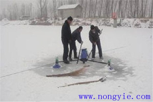 怎樣做好魚類越冬的管理工作