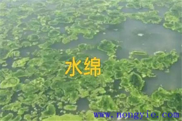 如何清除和控制水綿、水網(wǎng)藻和湖靛等敵害生物