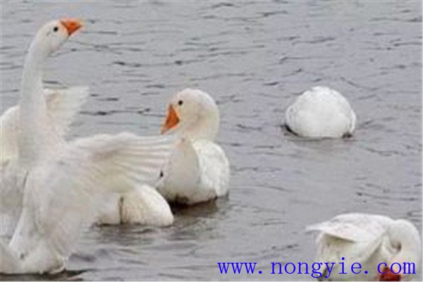 魚、鵝立體化養(yǎng)殖的優(yōu)點(diǎn)