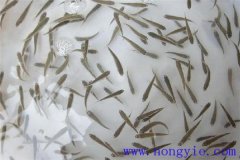 怎樣高效益養(yǎng)殖異育銀鯽 其魚苗魚種如何培育？