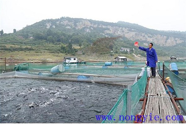 怎樣實施團(tuán)頭魴的池塘精養(yǎng)才能高產(chǎn)出高效益