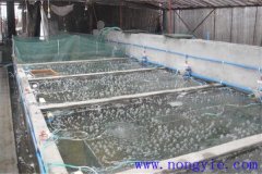 如何選擇魚苗、魚種池，又怎樣清整、施肥