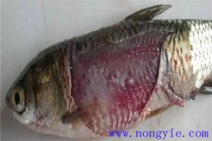 淡水魚細(xì)菌性爛鰓病如何治療，用什么藥防治？