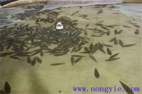 餓 ，即停喂飼料