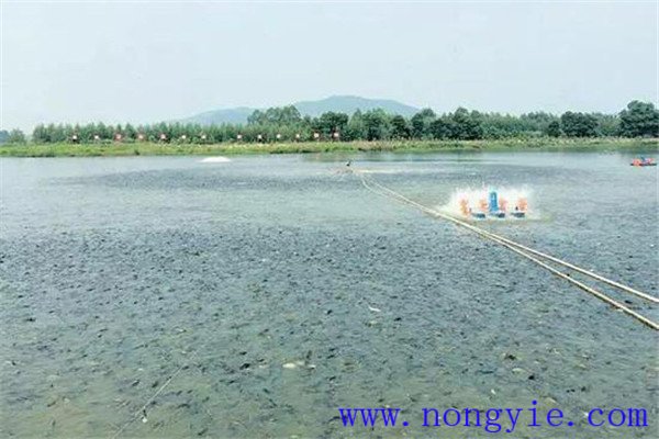 秋季魚池的水質(zhì)調(diào)控