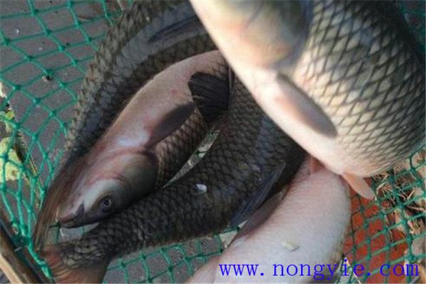 草魚、青魚親魚秋培技術(shù)與方法