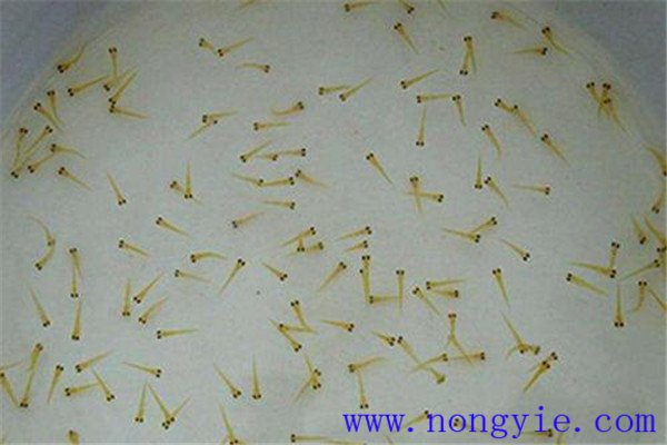 培育魚苗、魚種需要哪些工具