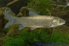 適于農(nóng)村養(yǎng)殖的魚類有哪些？