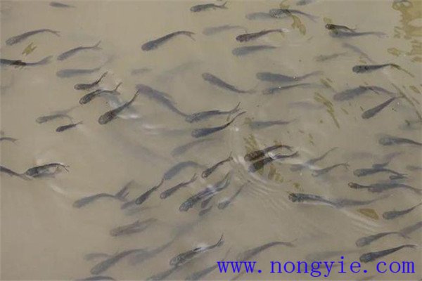 魚種、秋花和春片