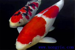 錦鯉的飼養(yǎng)－怎樣繁殖錦鯉？