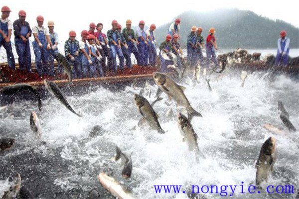 無(wú)公害水產(chǎn)品魚藥使用原則