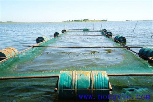 網箱中放養(yǎng)多少魚兒是合理