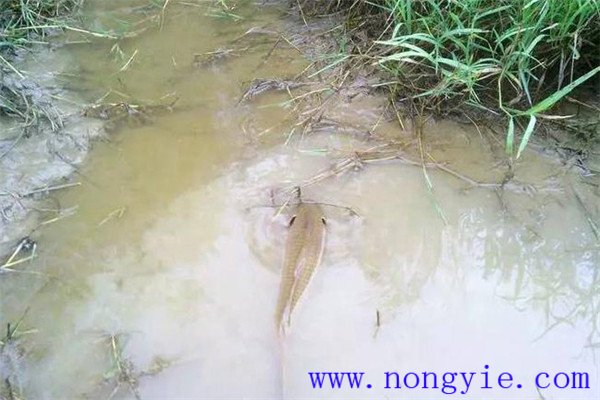 怎樣利用小山塘、魚池、坑凼培育魚苗、魚種